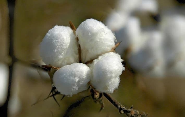Cotton arrivals rise 7.53% to 4.08 million bales as Punjab records faster growth than Sindh