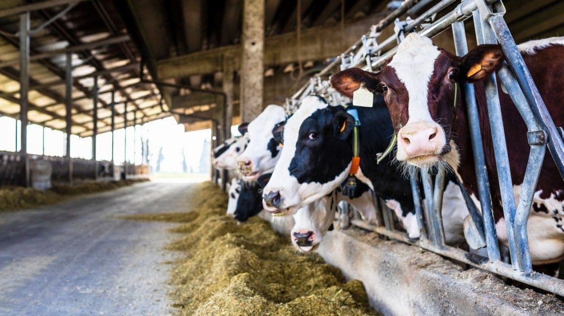 Interloop Holdings to invest $55mn in Faisalabad dairy processing plant