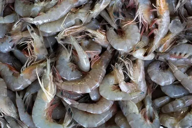 PM committee sets 120-day deadline for shrimp farming roadmap